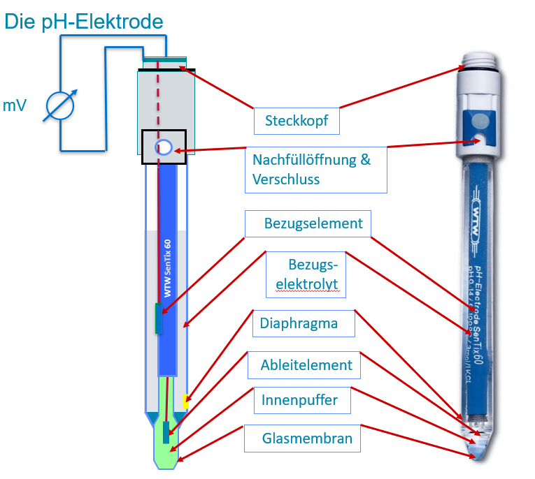 Was Ist Der Ph Wert